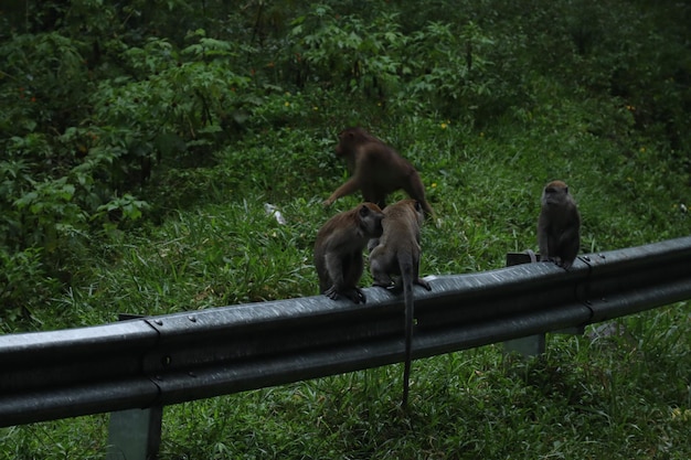 Foto um macaco num campo .