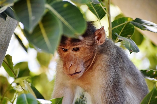 Um macaco numa árvore.