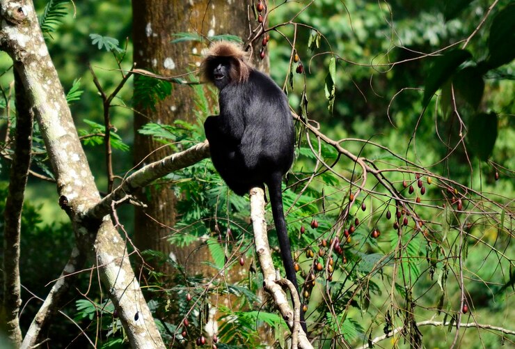 Foto um macaco numa floresta.