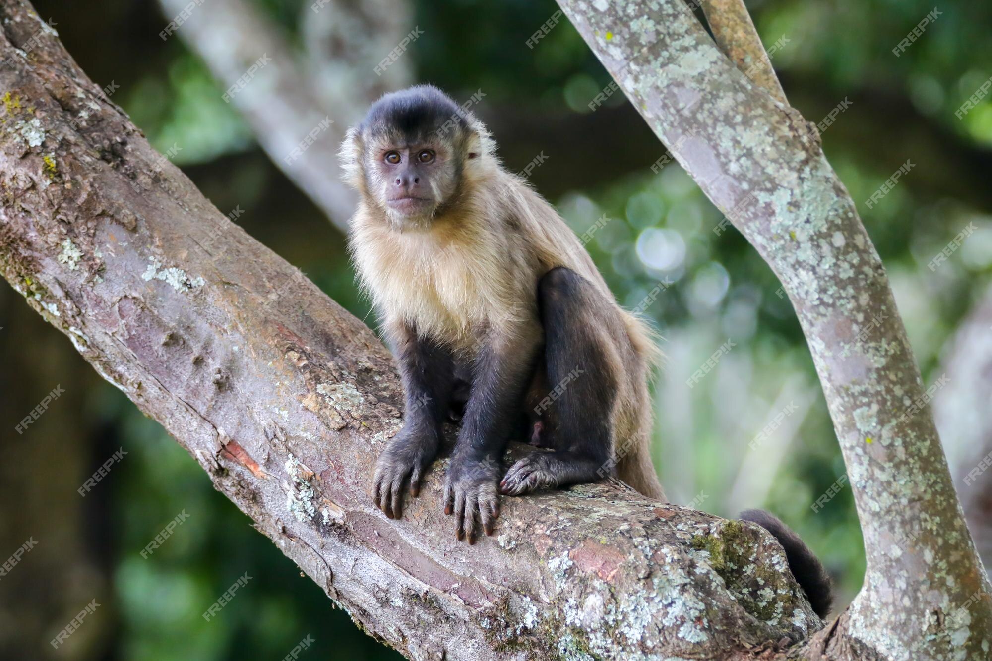 Fundo Retrato De Um Macaco Chimpanzé Da áfrica Na Floresta Tropical Da  Selva Retrato De Um Chimpanzé Foto E Imagem Para Download Gratuito - Pngtree