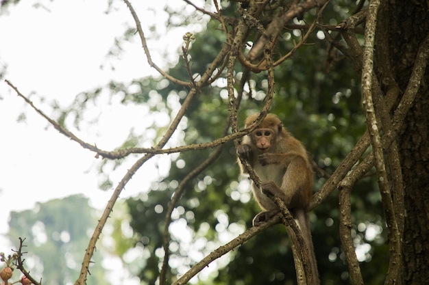 Um macaco senta-se em um galho de árvore