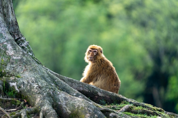 Um macaco senta-se em um tronco de árvore