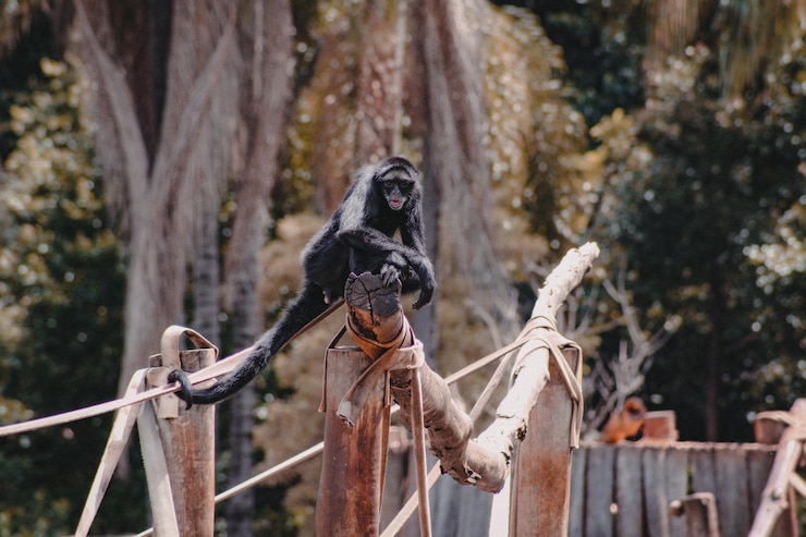 Um macaco senta-se numa cerca com uma corda à volta.