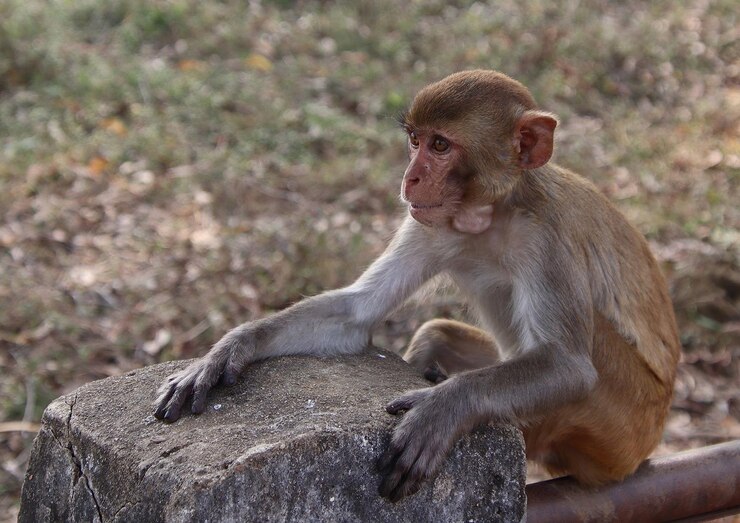 Foto um macaco sentado em uma rocha com a palavra macaco nele