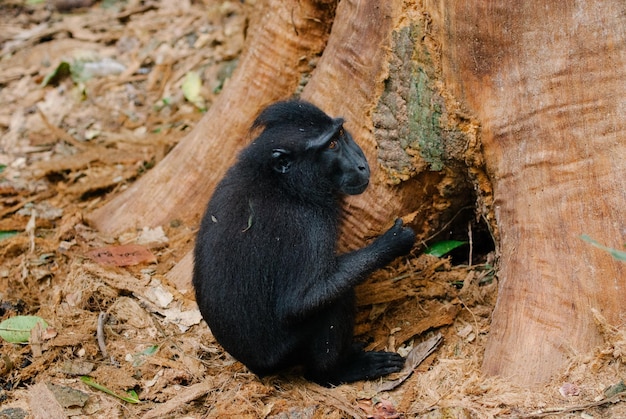 Foto um macaco sentado numa floresta.