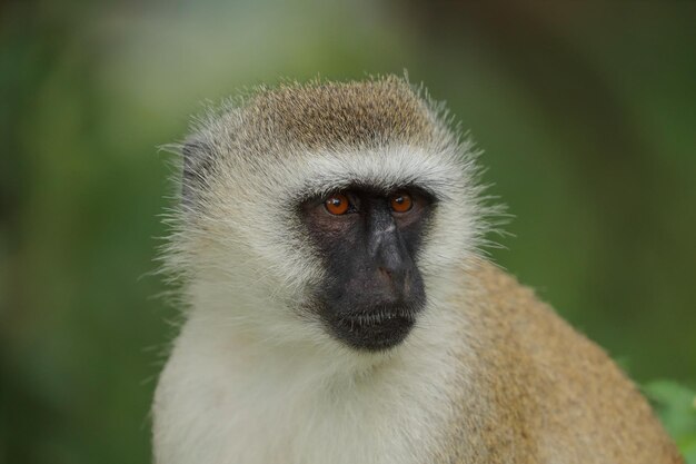 Foto um macaco vervet de perto