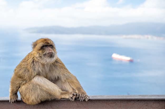 Um macho de macaco em um trilho de metal, olhando para o mar com um barco no fundo