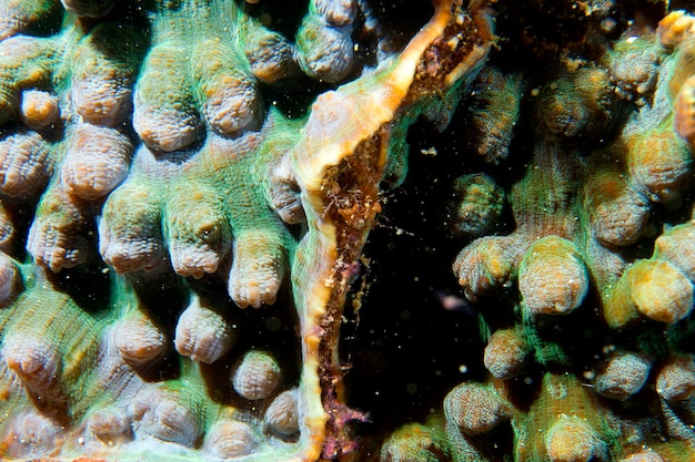 Um macro coral duro colorido em Cebu Filipinas