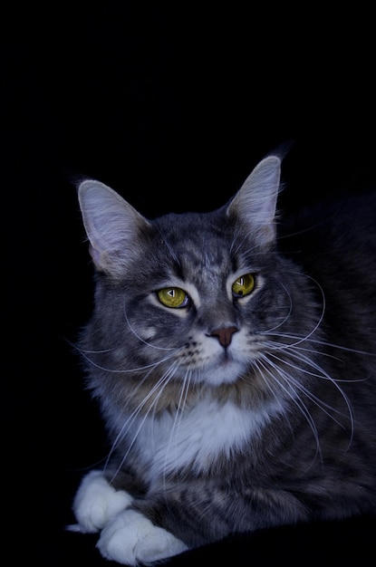 Um Maine Coon adulto de cor cinza escuro come comida de gato.