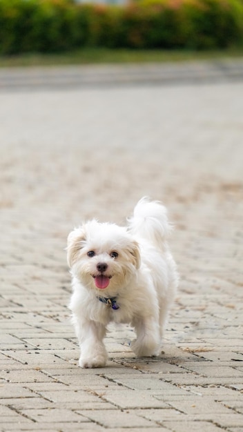 Um maltês branco feminino na sessão de fotos ao ar livre fotografia de animais de estimação no parque pela manhã