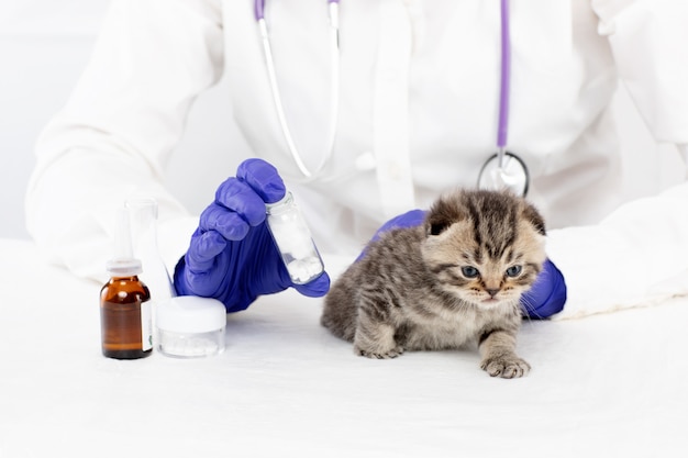 Um médico em uma clínica veterinária detém comprimidos para um gatinho