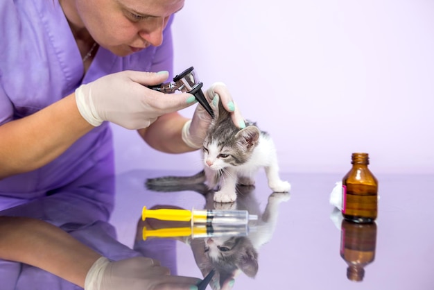 Um médico veterinário verifica as orelhas do gato com um otoscópio em uma clínica veterinária cuidados veterinários para animais de estimação saúde do animal de estimação