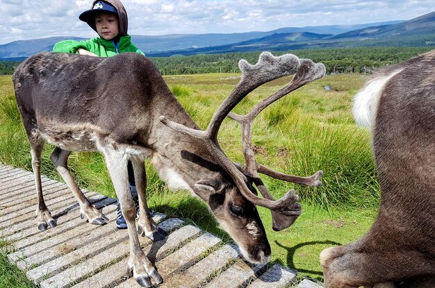 Foto um menino bonito tocando um cervo enquanto está de pé na calçada.