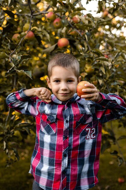 Um menino no jardim colhe maçãs em uma cesta infância no campo