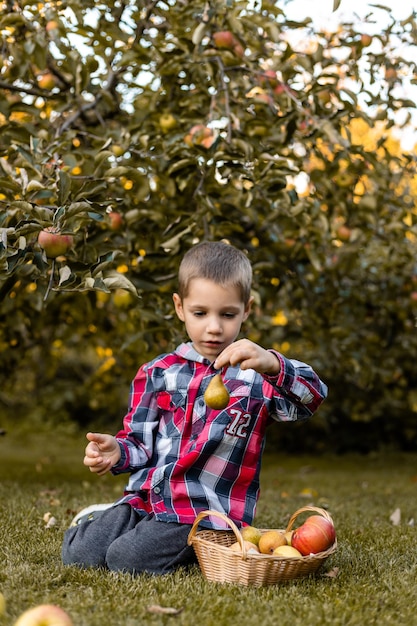 Um menino no jardim colhe maçãs em uma cesta infância no campo