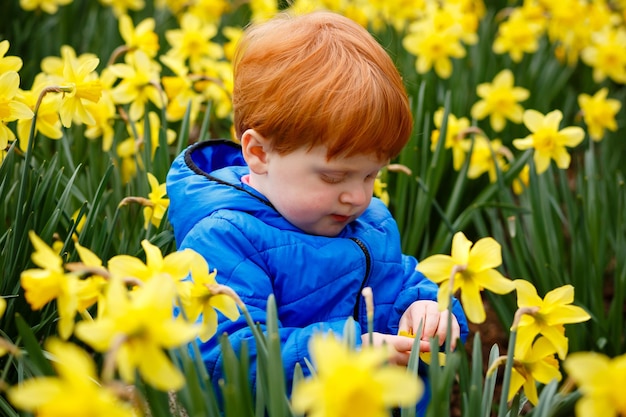 Foto um menino ruivo agachado num campo de narcisos.