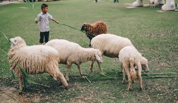 um menino vai viajar na fazenda de ovelhas de férias.