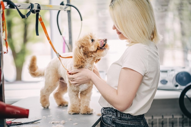 Um mestre tosador corta um cachorro