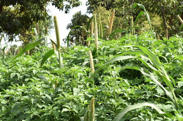 Um milho verde bajra no campo