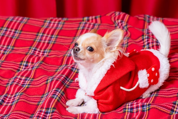 Um mini cachorro chihuahua com roupas de Papai Noel está em um cobertor xadrez vermelho Chihuahua de cabelos compridos