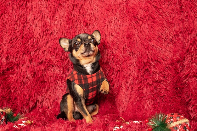 Um mini cachorro Chihuahua preto e castanho em um cobertor cor de vinho ergueu a pata. O cachorro segue o comando