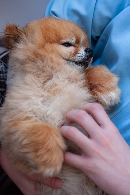 Um mini Pomerânia Pomerânia é segurado em seus braços e coçou a barriga em um fundo branco.