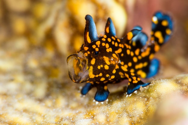 Foto um minúsculo peixe-sapo-palhaço - antennarius maculatus boceja. mundo macro subaquático de bali.