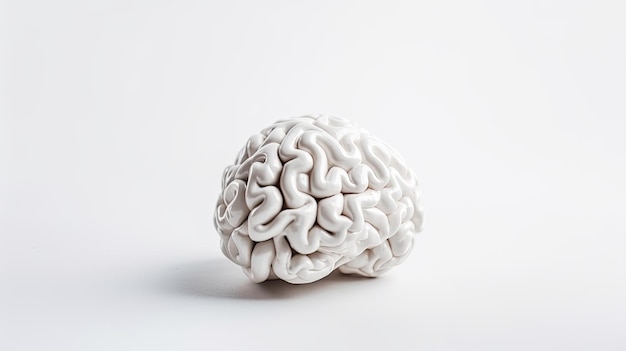 Um modelo de cérebro branco sobre um fundo branco