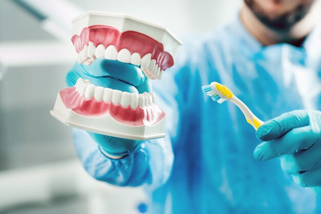 Um modelo de uma mandíbula humana com dentes e uma escova de dentes na mão do dentista.