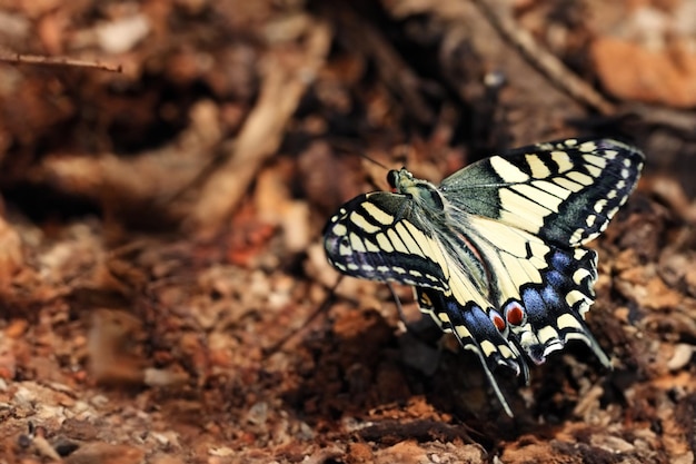 Um momento sereno capturado quando uma borboleta pousa suavemente em uma flor de lírio, mostrando a beleza da harmonia da natureza