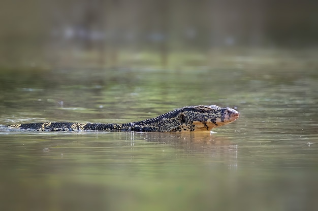 Um monitor de água asiático (varanus salvator) está nadando no rio. animais. répteis.