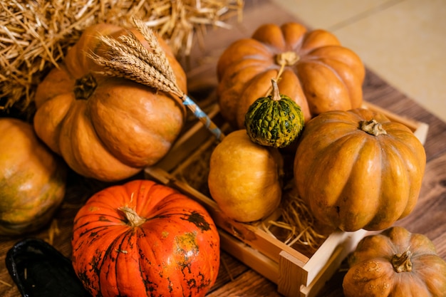 Um monte de abóboras diferentes no chão para a decoração para a celebração do Halloween