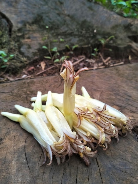 Um monte de alho branco está deitado no toco de uma árvore.