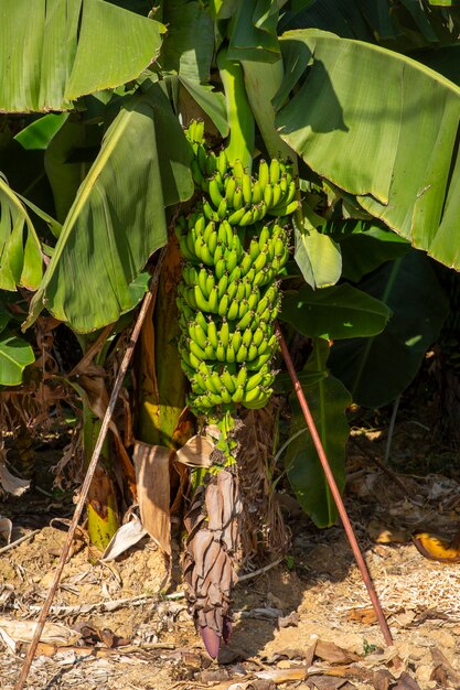 Um monte de bananas verdes e amarelas no jardim Turquia Alanya