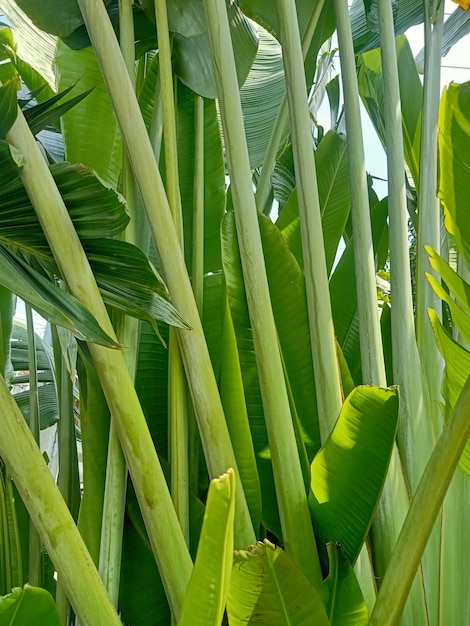 Um monte de bananeiras com folhas verdes e uma folha grande