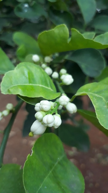 Um monte de botões de flores de limão Citrus aurantifolia