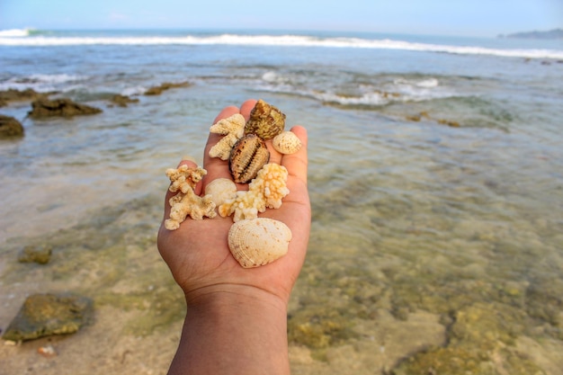 Um monte de conchas de conchas e pedras do mar