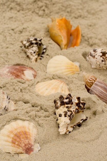 Foto um monte de conchas no fundo de areia