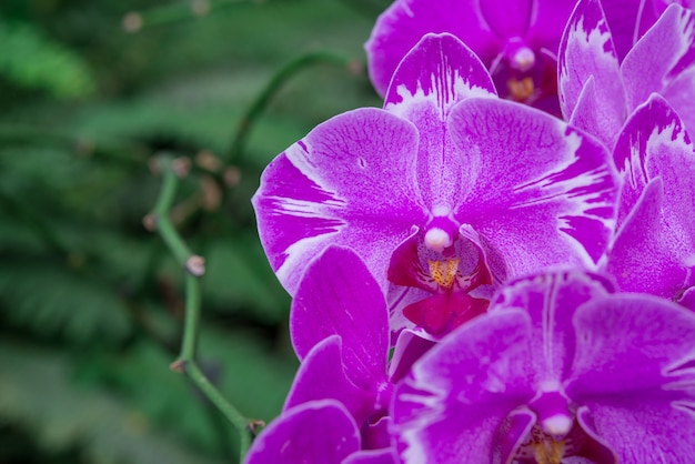 Um monte de floração manchada orquídeas traça