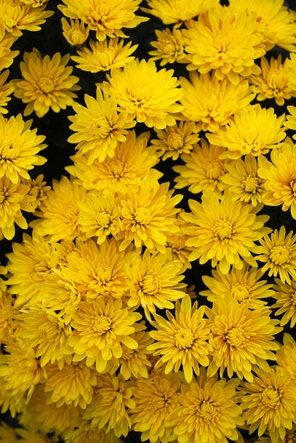Um monte de flores amarelas que estão em um fundo preto