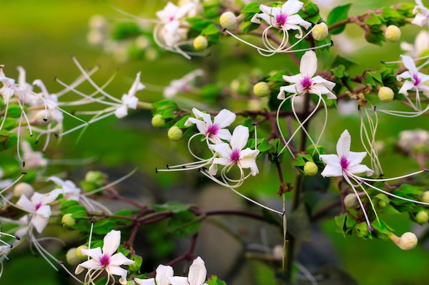 Um monte de flores brancas com centros roxos e centros rosa