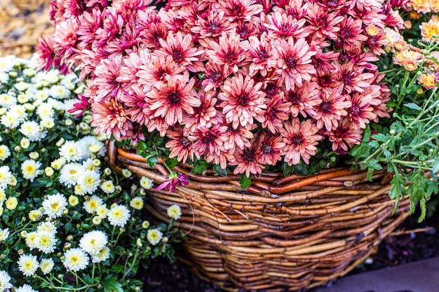 Um monte de flores coloridas de crisântemo na cesta