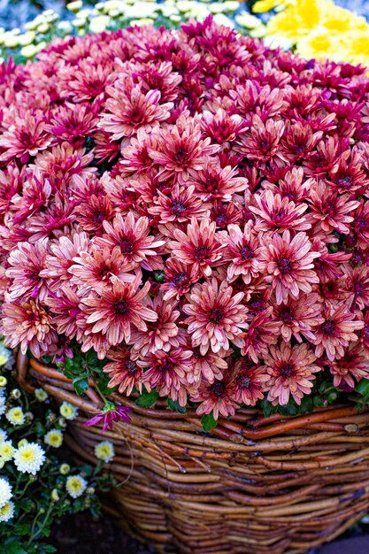 Um monte de flores coloridas de crisântemo na cesta