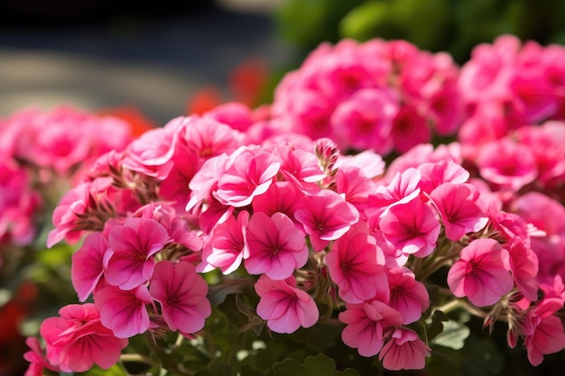 Um monte de flores cor de rosa com folhas verdes