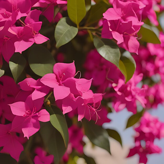 Foto um monte de flores cor-de-rosa que estão lá fora