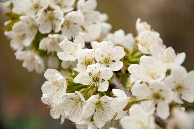 Um monte de flores de cerejeira na primavera floresce 1