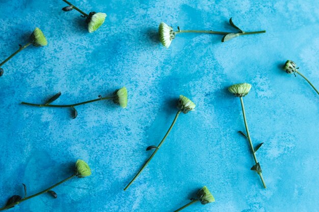 um monte de flores de crisântemo em uma superfície azul