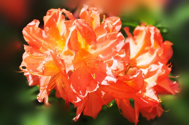 Um monte de flores de rhodendron laranja brilha ao sol