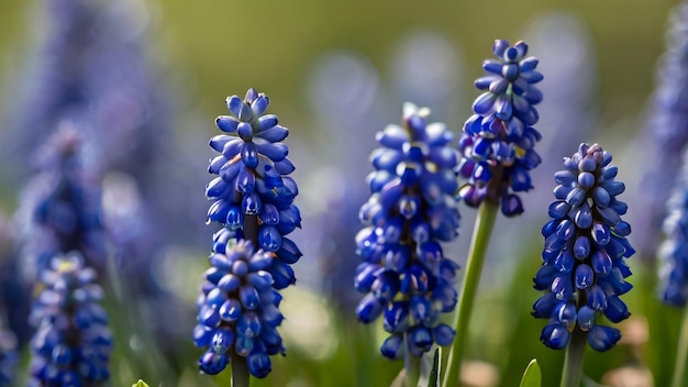 Foto um monte de flores roxas que estão na grama