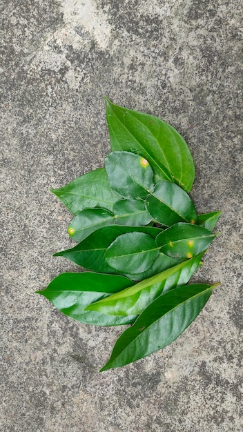 Um monte de folhas verdes no chão